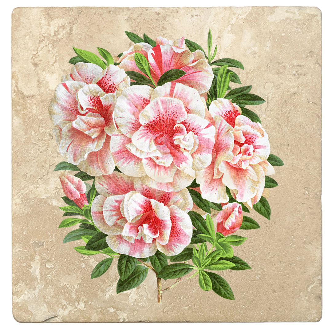 Set of 4 Absorbent Stone 4" Flower Designs Drink Coasters, Azalea Vervaeneana